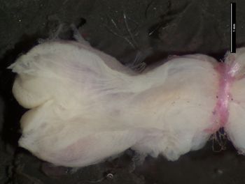 Media type: image;   Herpetology R-144639 Aspect: sulcate